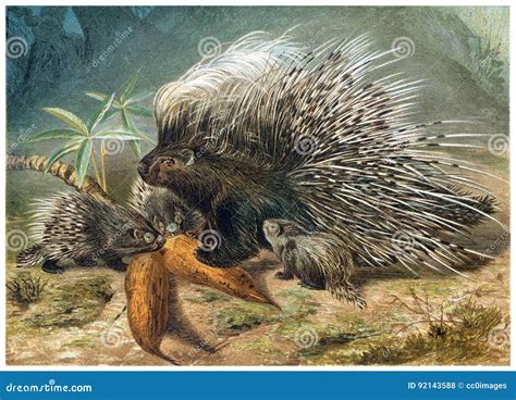 Old World Porcupine Picture. Image: 92143588