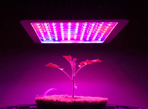 Best LED Grow Lights