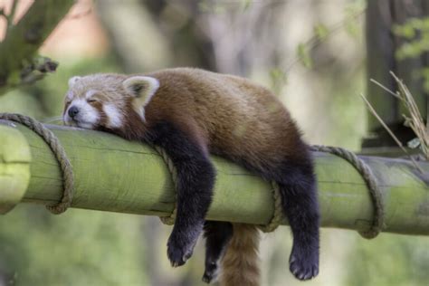 Animais que dormem em pé: como eles fazem isso? - Meus Animais