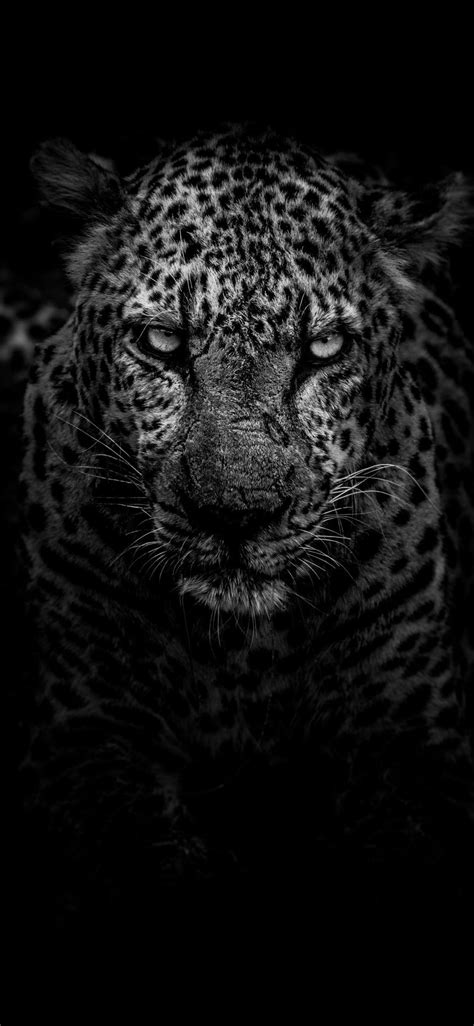 Black Jaguar Wallpaper Iphone