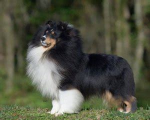 Sheltie Colors – American Shetland Sheepdog Association