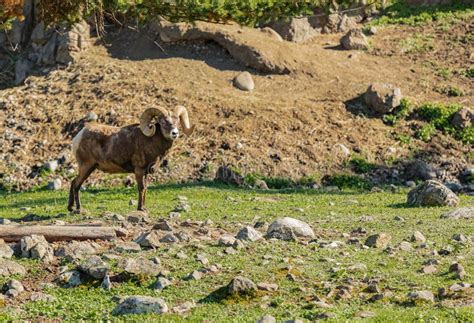 Beautiful Rocky Mountain Bighorn Sheep Ram in Natural Habitat Stock Image - Image of habitat ...