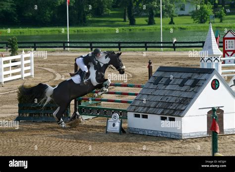 Woman rider on paint horse jumping over double barrier in show jumping ...