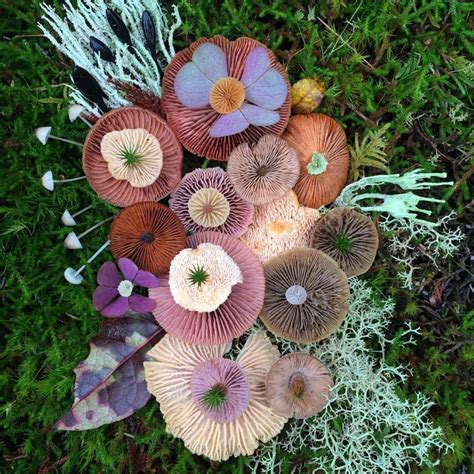 Jill Bliss Photographs Colorful Mushrooms In Artistic Combination | Tobeeko