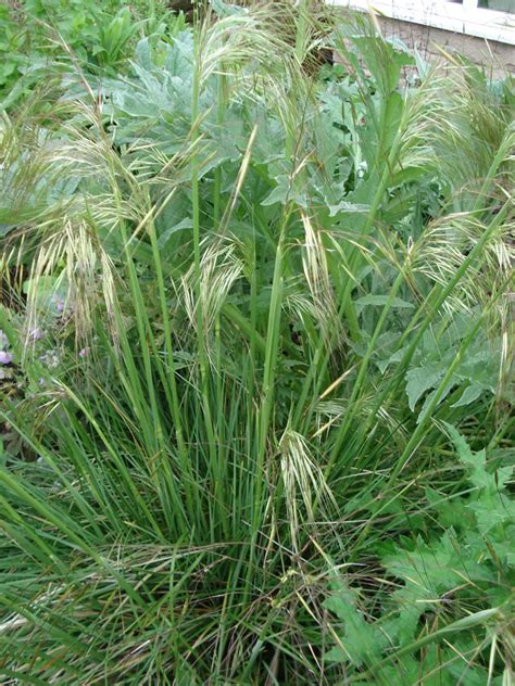 Stipa gigantea – Peak Cottage Plants