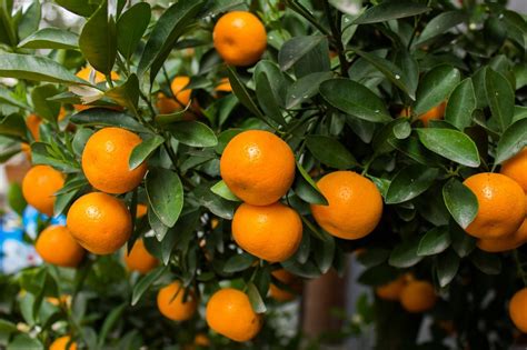 Mandarin Orange Tree Real Live Plants Citrus 1"-5" Seedling - Plants & Seedlings