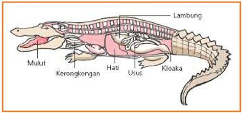 SISTEM PENCERNAAN PADA HEWAN - Biologi Buanget