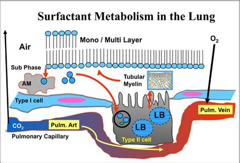 pulmonary surfactant in premature babies - Commodity Column Sales Of Photos