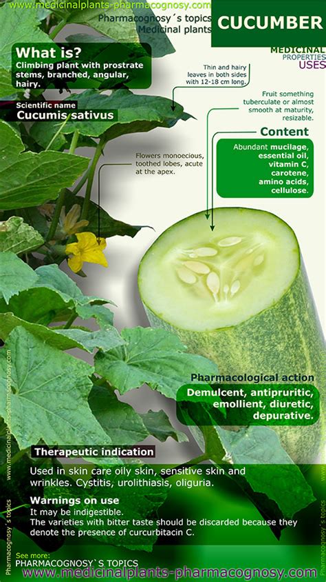 Cucumber benefits. Infographic - Pharmacognosy - Medicinal Plants