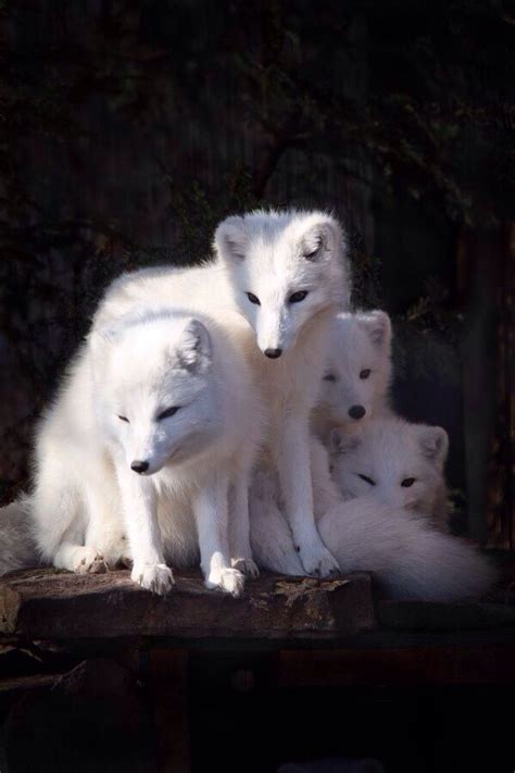 Arctic Foxes | Animals beautiful, Animals, Animals wild