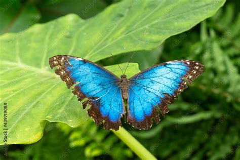 morpho peleides Stock Photo | Adobe Stock