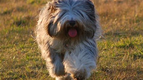 Polish Lowland Sheepdog: The Ultimate Guide to This Lively and Intelligent Breed - PetHelpful