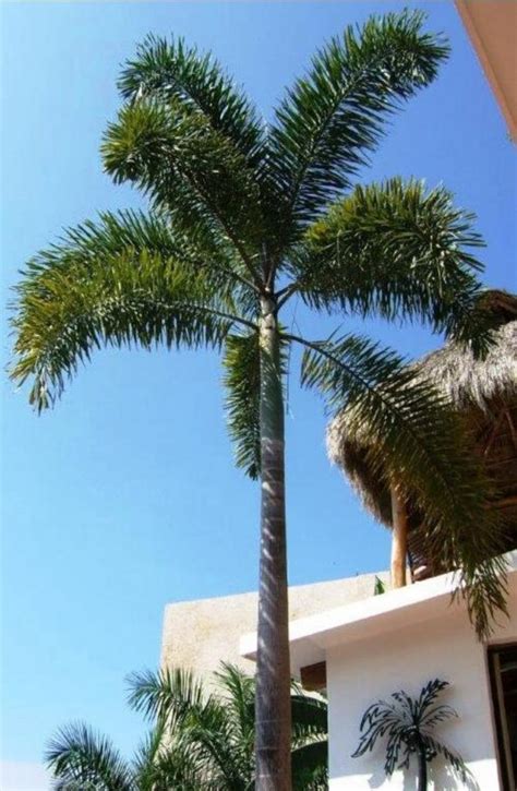 Foxtail Palm- I Planted Roots in Mexico – Manzanillo Sun