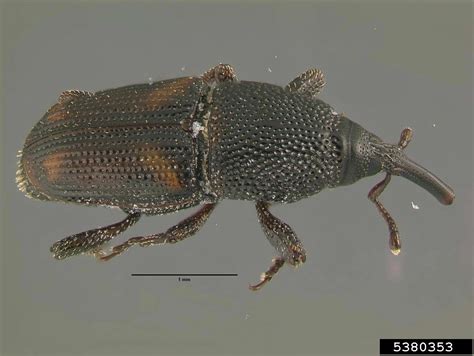 maize weevil (Sitophilus zeamais Motschulsky, 1855)