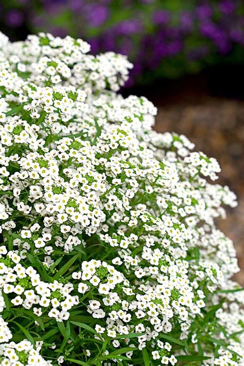 Sweet Alyssum's Tiny, Scented Flowers Make a Pretty Filler In Containers and Garden Beds ...