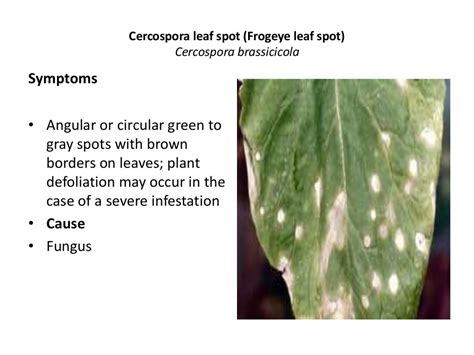 Mustard crop diseases A Lecture by Mr Allah Dad Khan