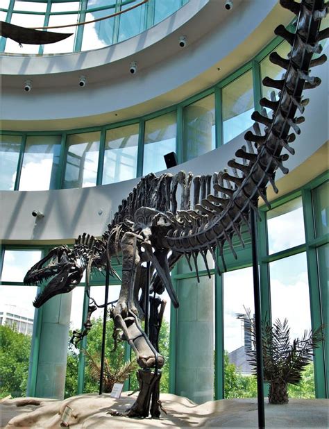 Dinosaur Skeleton in North Carolina Museum of Natural Sciences ...