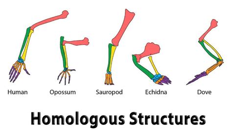 Homologous Structures - Wise Ways to Study