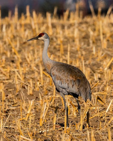 Sandhill Crane 08062 — ENS Images, LLC