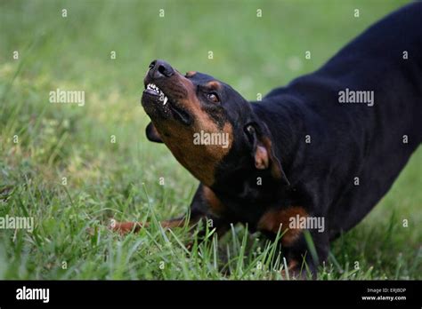 agressive Doberman Pinscher Stock Photo - Alamy