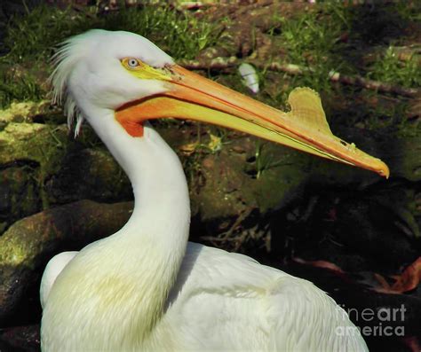 White Pelican With Breeding Colors Photograph by D Hackett - Fine Art ...