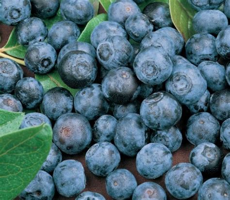 Do Blueberries Have Seeds and How to Find Them?