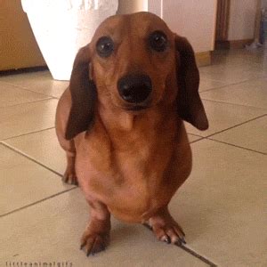 Dogs Dachshund GIF - Find & Share on GIPHY