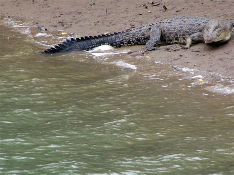 Around 3,000 saltwater crocodiles were born recently at Bhitarkanika ...