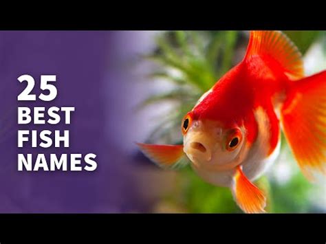 25 BEST Fish Names (Top + Cute Fish Name Ideas) - YouTube