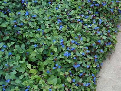 Hardy Blue Plumbago - 10 Count Flat - Groundcover, Perennial - Plants ...