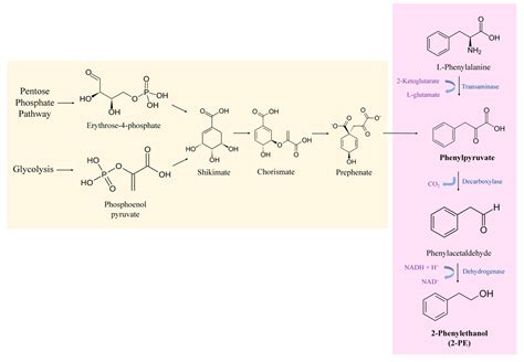 Foods | Free Full-Text | Bioproduction of 2-Phenylethanol through Yeast ...