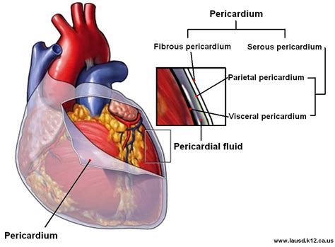 The Heart Flashcards - Easy Notecards