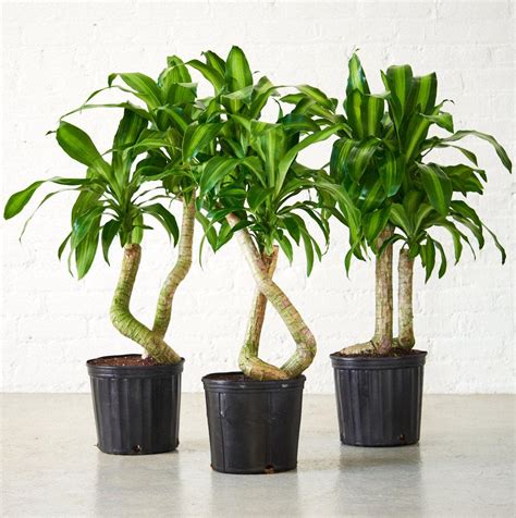 17 Best Indoor Trees (and Tropical Plants) to Grow in Your House ...