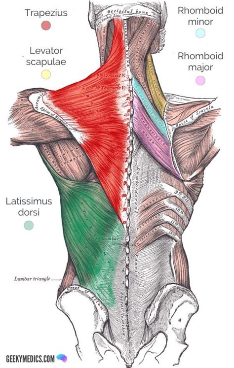 Extrinsic Muscles of the Shoulder | Geeky Medics | Shoulder muscle ...