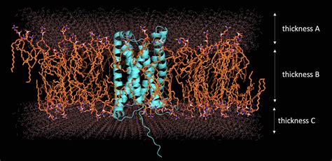 molecular dynamics - How to control the thickness of lipid bilayer with GROMACS - Matter ...