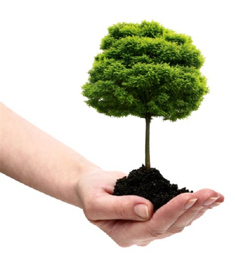 Save Tree PNG Transparent Images | PNG All