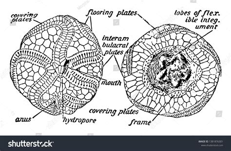 Illustration Shows Diagram Anatomy Sea Urchin Stock Vector (Royalty Free) 1381876301 | Shutterstock