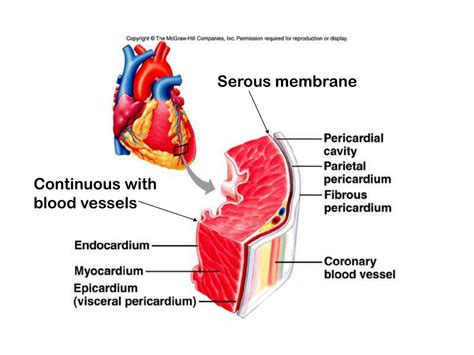 PPT - The cardiovascular system Structure of the heart The cardiac ...