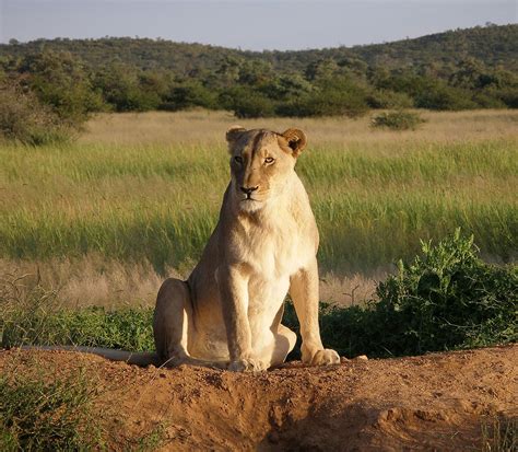 USFWS: Sport Hunting is No Threat to African Lions | OutdoorHub