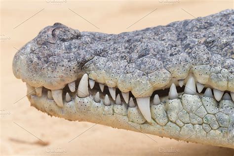 Crocodile mouth | High-Quality Animal Stock Photos ~ Creative Market