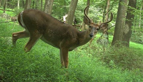 Mammals - Catoctin Mountain Park (U.S. National Park Service)