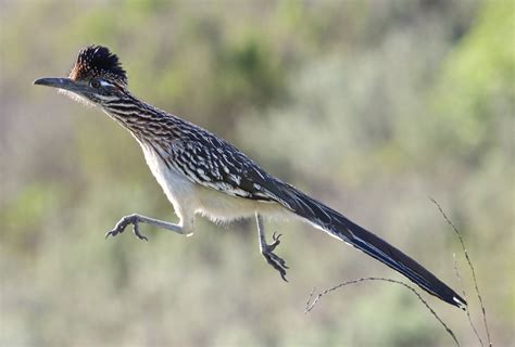 Are There Roadrunners In Colorado? Exploring Colorados Wildlife