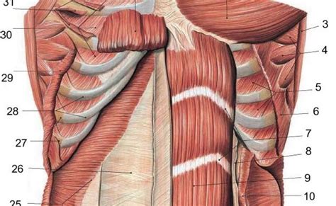 Posterior Abdominal Wall Human Muscle Anatomy Anatomy - vrogue.co