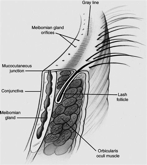 Eyelid margin - American Academy of Ophthalmology