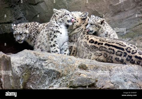 Two Snow Leopard cubs sitting with their mother Stock Photo - Alamy