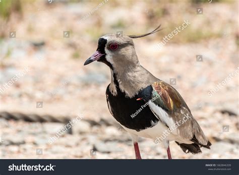 1,798 Southern lapwing bird Images, Stock Photos & Vectors | Shutterstock