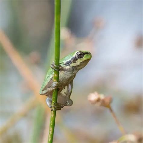 European tree frog - Facts, Diet, Habitat & Pictures on Animalia.bio