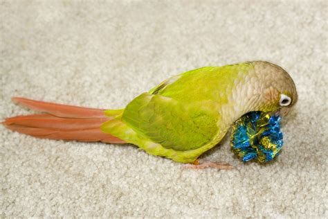 Making Toys for your Parrot | Parrot Toys | Parrots | Guide | Omlet US