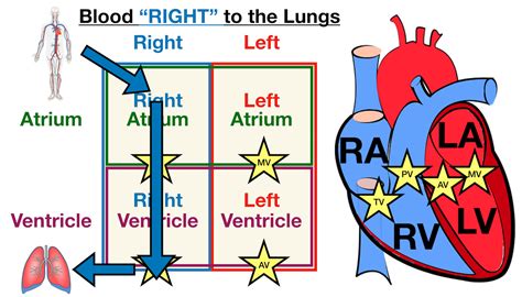 Circulatory System Labeled Heart