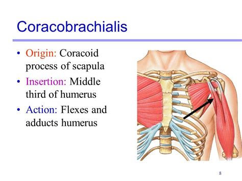 What Attaches To Coracoid Process